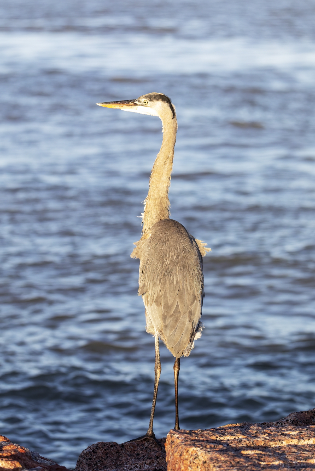 Grey Heron Port Aransas Dec 2023